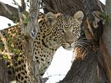 Africa 185 : Africa, Animal, Botswana, Kill, Leopard, Mammal, Nature, Okavango, Vumbura Plains